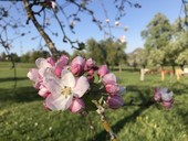 Apfelblüte am Rutarhof