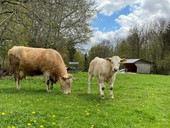 Unsere Kühe auf der Sommerweide an den Hof angrenzend